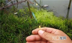 台钓是什么意思