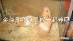 金丝熊和仓鼠能一起养吗