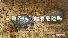乌龟冬眠叫醒有危险吗