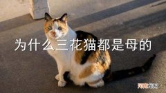 为什么三花猫都是母的