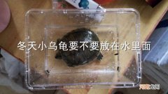 冬天小乌龟要不要放在水里面