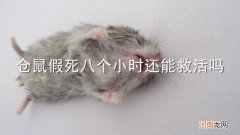 仓鼠假死八个小时还能救活吗