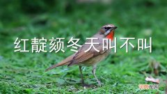 红靛颏冬天叫不叫