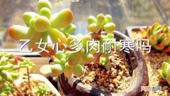 乙女心多肉耐寒吗
