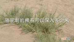 骆驼刺的根系可以深入多少米