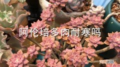 阿伦培多肉耐寒吗