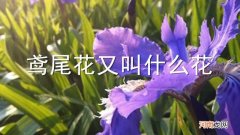 鸢尾花又叫什么花