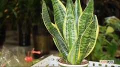 虎皮兰叶子卷着咋回事