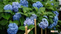 绣球花插水为什么蔫了