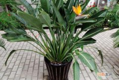 天堂鸟和鹤望兰的区别