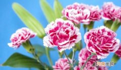 多丁 和康乃馨的区别