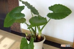 千手观音花家里能养吗