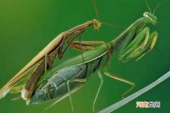 螳螂怎么分公母