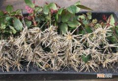 生根粉可以兑水直接浇花吗