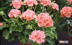 扶桑花耐寒多少度