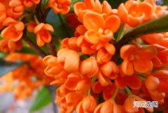 金桂银桂丹桂的区别