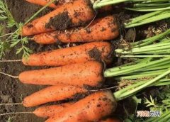 胡萝卜和白萝卜是什么科植物