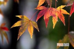 法国梧桐和枫树的区别