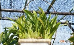 移栽文心兰需去掉水苔吗