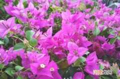 三角梅耐寒多少度