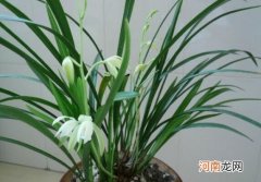 建兰耐寒多少度