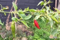 辣椒几月份拔掉