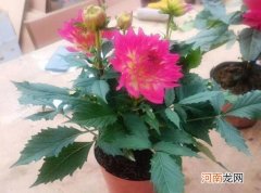 大丽花耐寒多少度