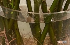 龙柳可以一直水养吗