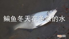 鳊鱼冬天在多深的水