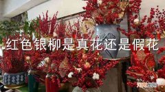 红色银柳是真花还是假花