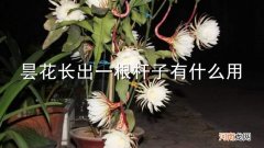 昙花长出一根杆子有什么用