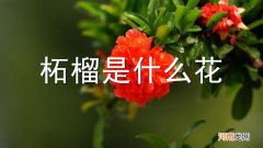 柘榴是什么花