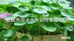 直接用淘米水养铜钱草可以吗