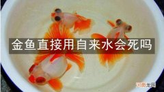 金鱼直接用自来水会死吗
