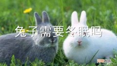兔子需要冬眠吗
