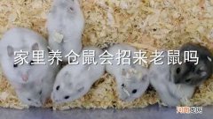 家里养仓鼠会招来老鼠吗