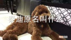 泰迪原名叫什么