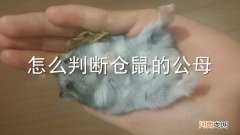 怎么判断仓鼠的公母