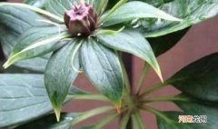 重楼和七叶一枝花有什么区别