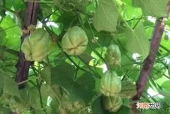 佛手瓜秧有公母吗