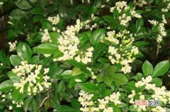 九里香和茉莉的区别