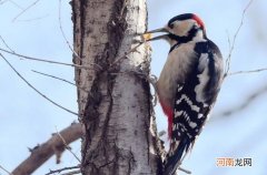 戴胜鸟和啄木鸟区别