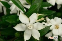 枝子和栀子一样吗