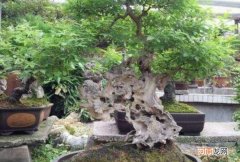 黄荆用深盆还是浅盆