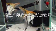 燕鱼产卵后大鱼应该捞出吗