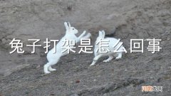 兔子打架是怎么回事