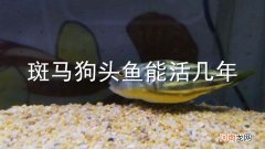 斑马狗头鱼能活几年