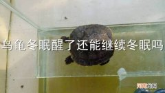 乌龟冬眠醒了还能继续冬眠吗