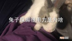 兔子跺脚很用力是为啥