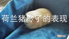 荷兰猪冷了的表现